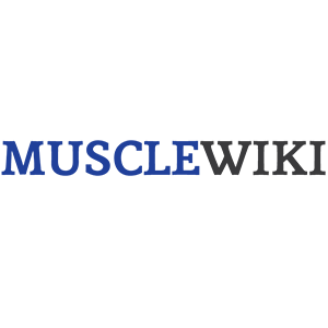 musclewiki